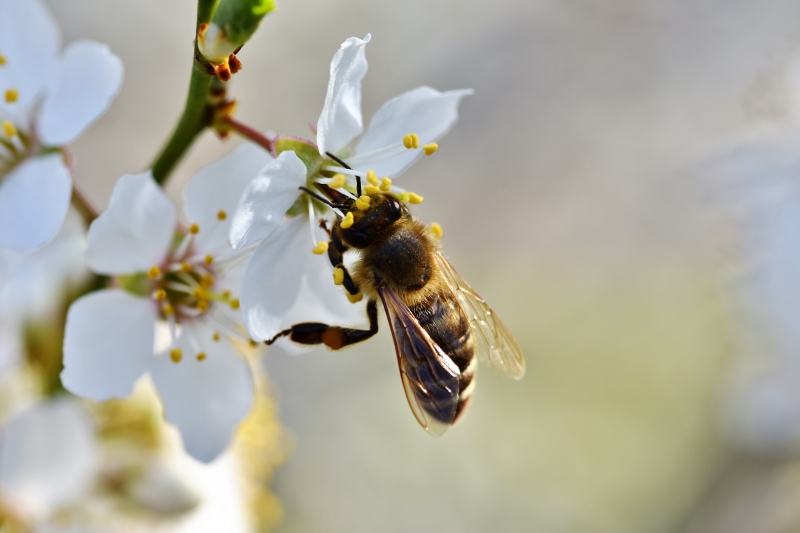 jardinerie-MOUANS SARTOUX-min_bee-4092986